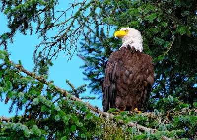 EagleCam nest goes live in Ramsey County with pair of breeding Bald Eagles