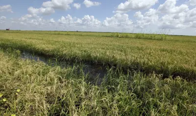 Trump demand for Japan to buy more US rice snagged trade talks: report