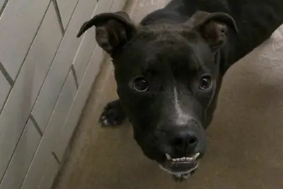 Can Minnesota landlords deny emotional support animals based on breed?