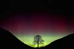 Sycamore Gap vandals face their fate in English court for felling beloved tree