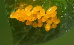 Forget the calendar: This method reveals the ideal time to tackle garden pests