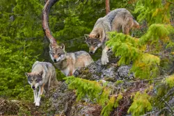 You won’t believe what ‘novel’ thing chases wolves away from livestock out West