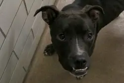 Can Minnesota landlords deny emotional support animals based on breed?